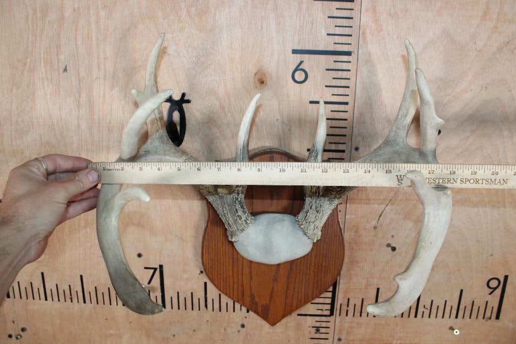 Heavy 11-Point WHITETAIL DEER Antler Rack on a Wood Plaque - 4