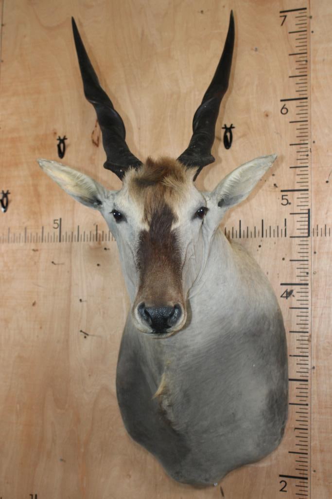 Big ELAND Shoulder Mount with Removable Horns - 2