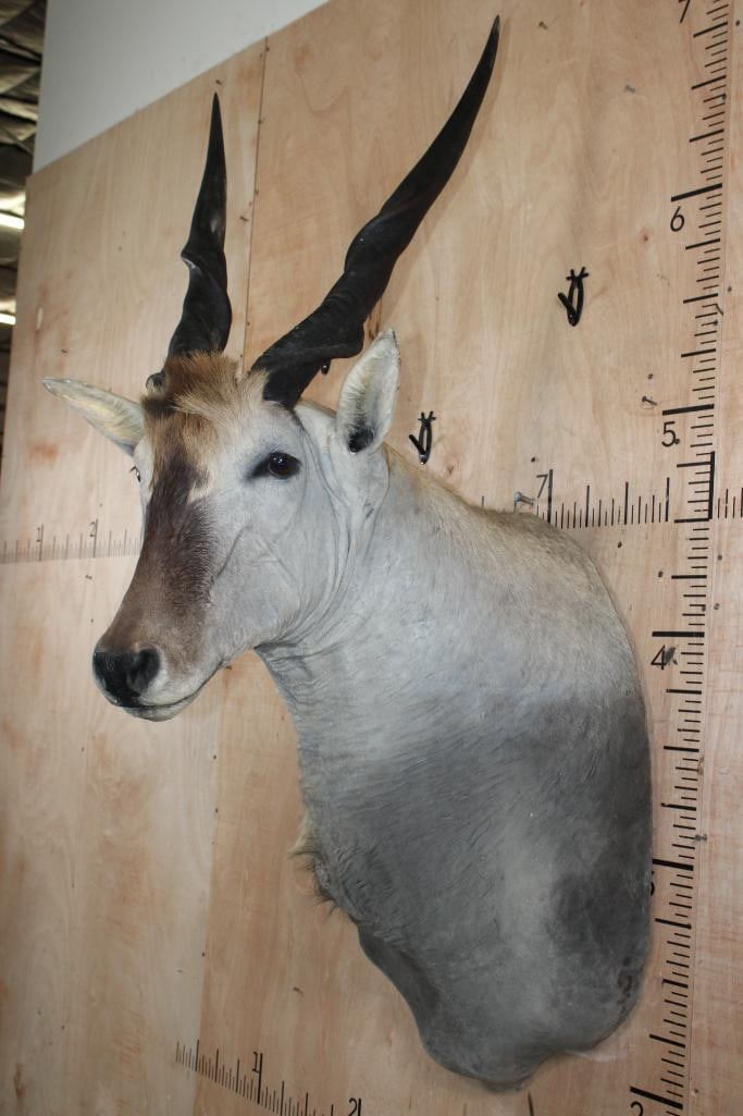 Big ELAND Shoulder Mount with Removable Horns - 3