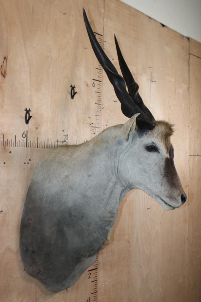 Big ELAND Shoulder Mount with Removable Horns - 4