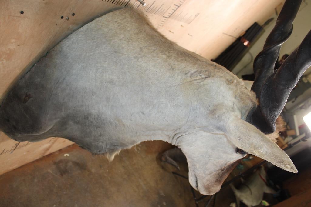 Big ELAND Shoulder Mount with Removable Horns - 5