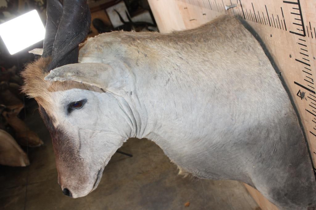 Big ELAND Shoulder Mount with Removable Horns - 7