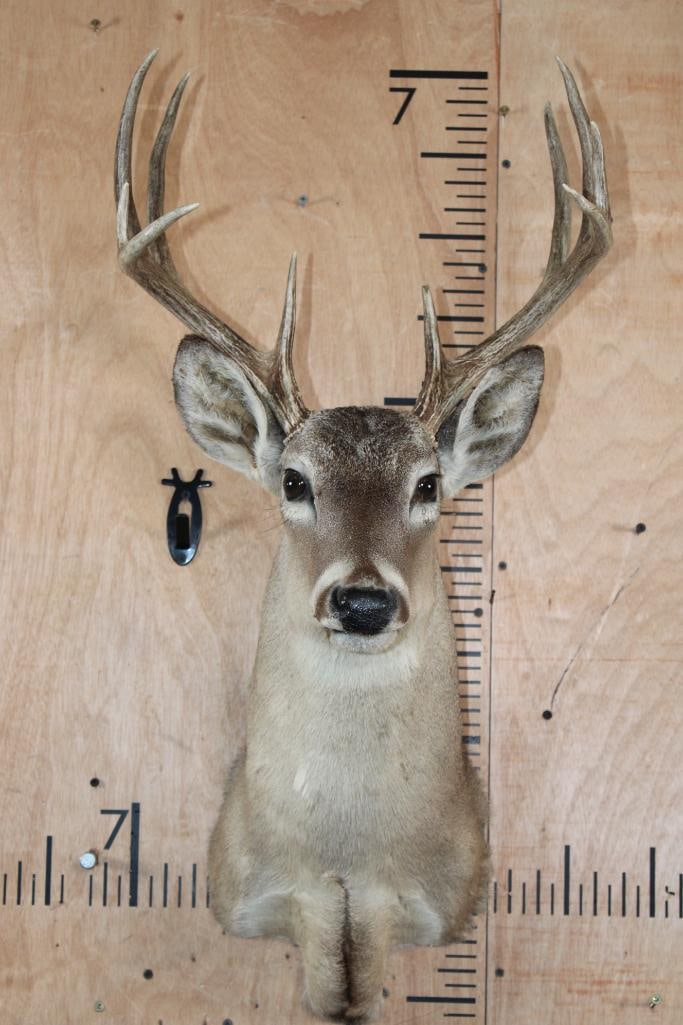 10-Point WHITETAIL DEER Shoulder Mount: 10-Point WHITETAIL DEER Shoulder Mount with a 14.5" Spread. This is an older mount in Good Condition for its age. TAXIDERMY