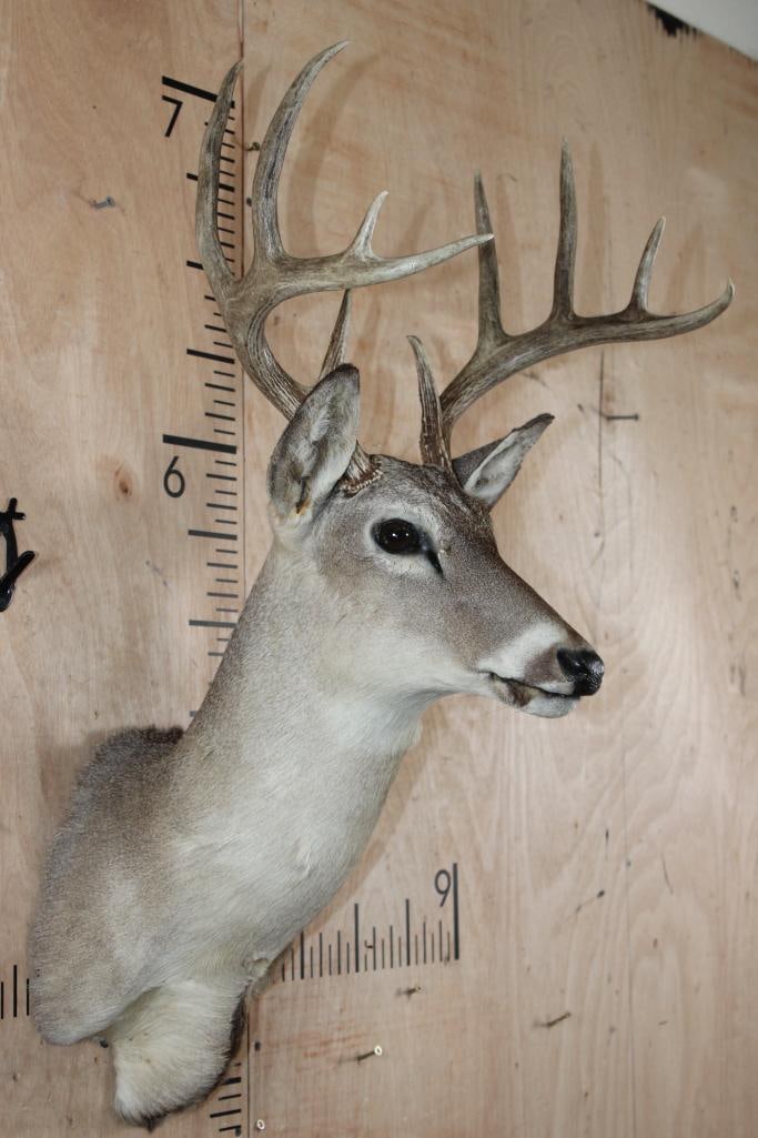 10-Point WHITETAIL DEER Shoulder Mount - 2
