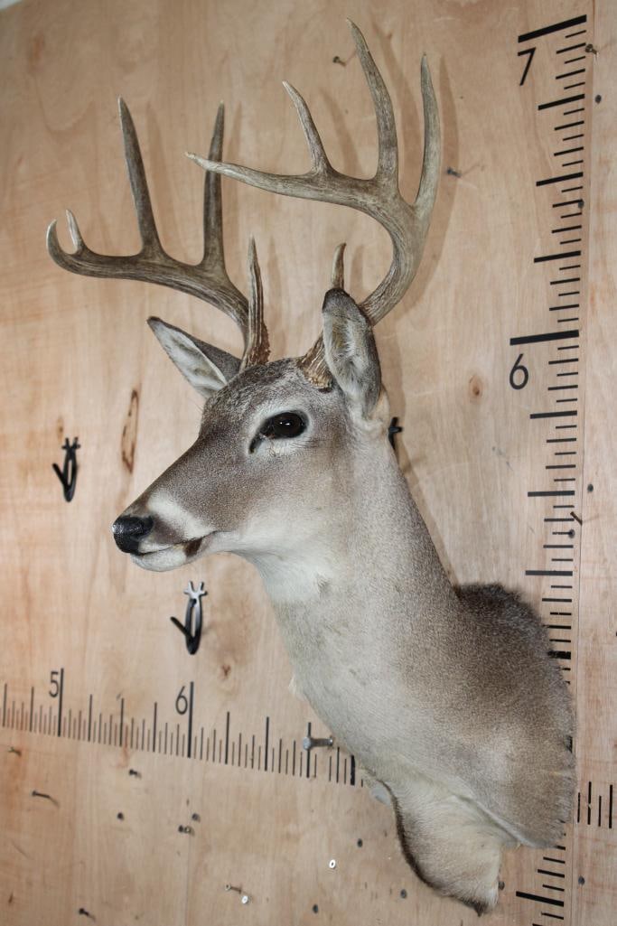 10-Point WHITETAIL DEER Shoulder Mount - 3