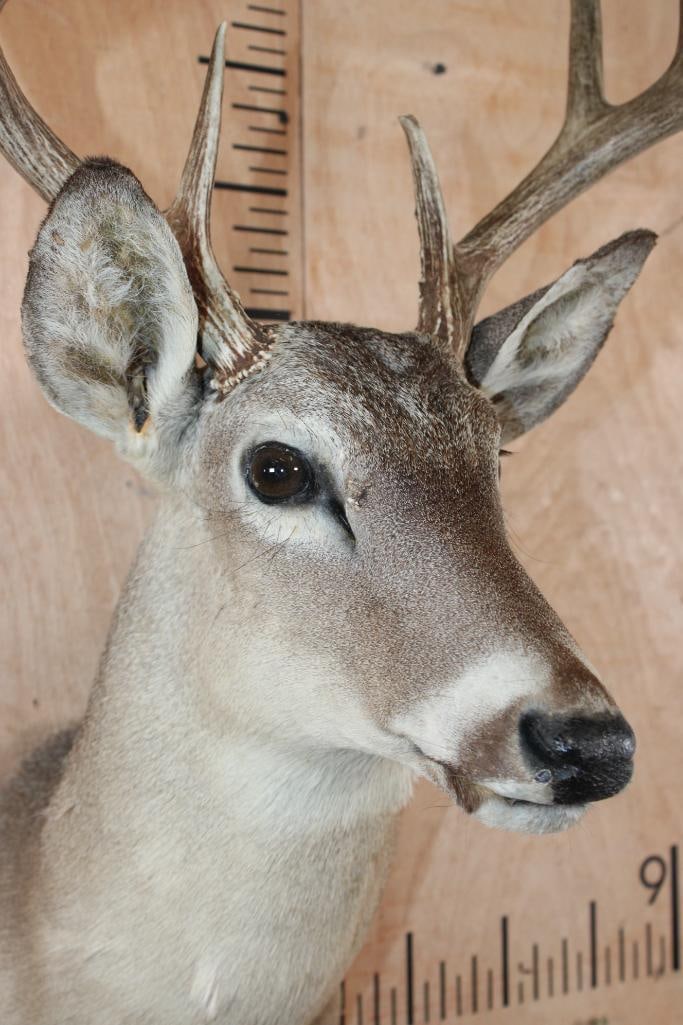 10-Point WHITETAIL DEER Shoulder Mount - 4