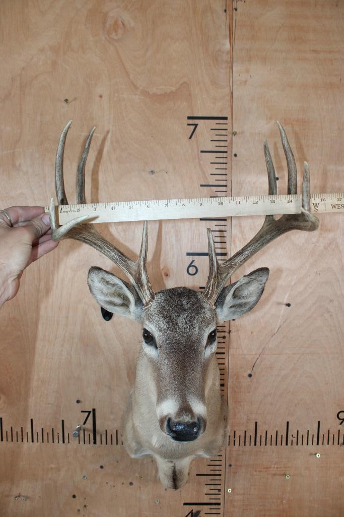 10-Point WHITETAIL DEER Shoulder Mount - 5