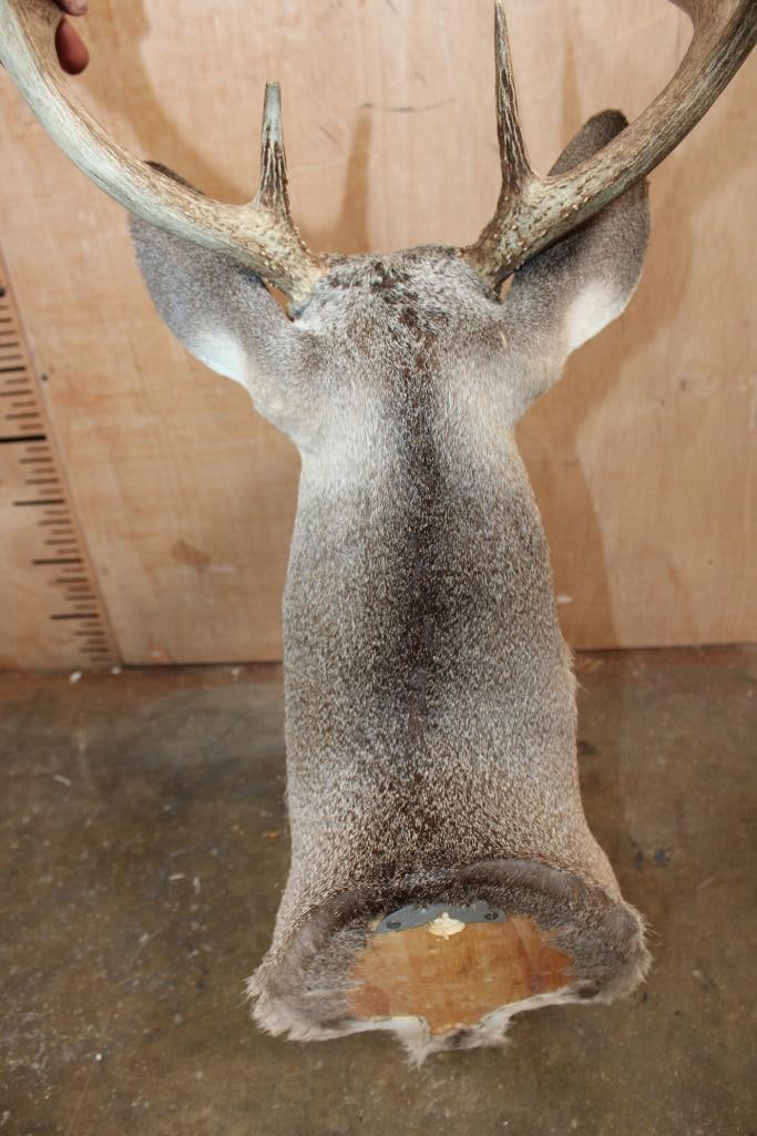 10-Point WHITETAIL DEER Shoulder Mount - 6