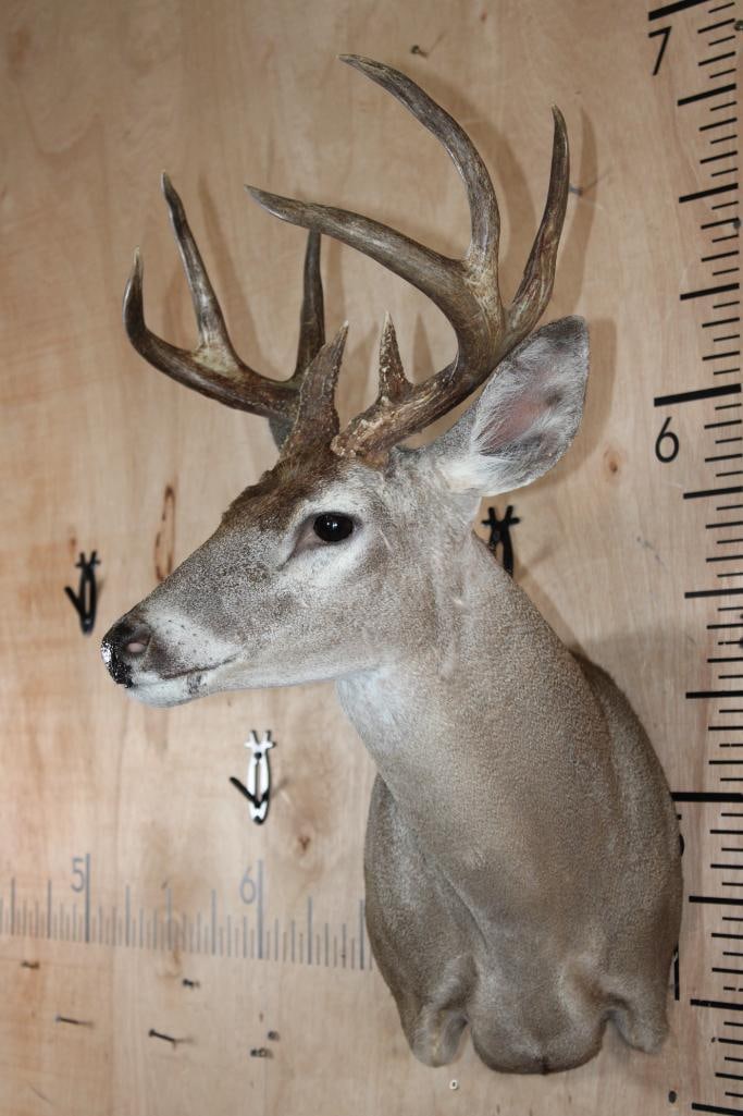 8-Point WHITETAIL DEER Wall Pedestal - 2