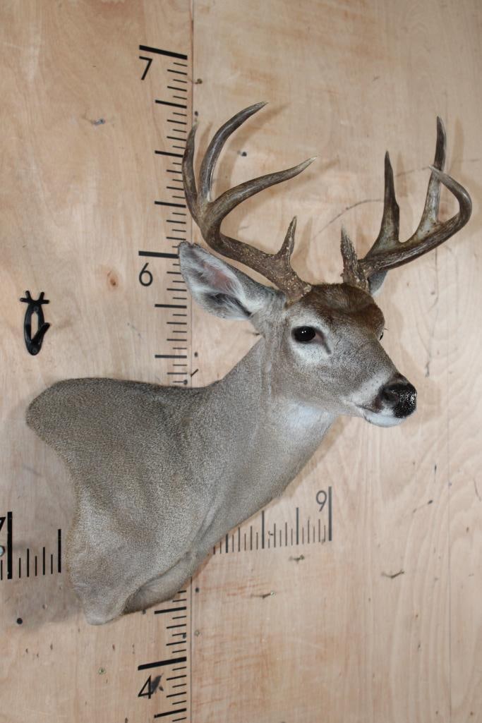 8-Point WHITETAIL DEER Wall Pedestal - 3