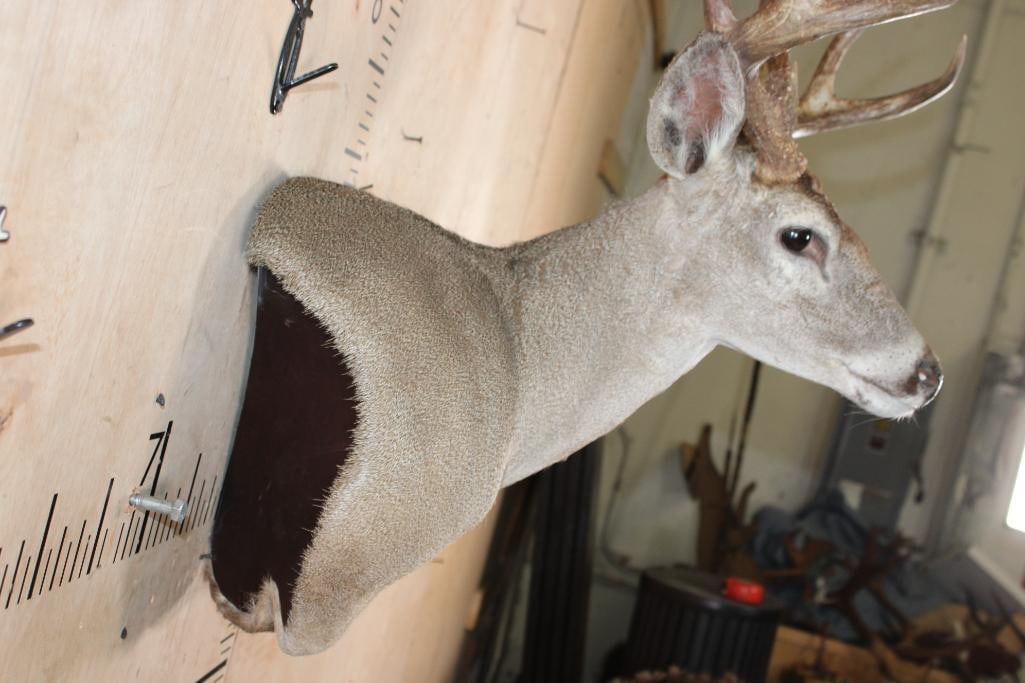 8-Point WHITETAIL DEER Wall Pedestal - 4