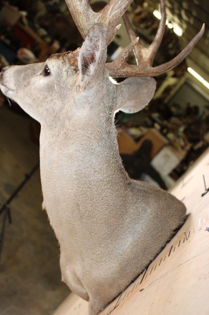 8-Point WHITETAIL DEER Wall Pedestal - 5