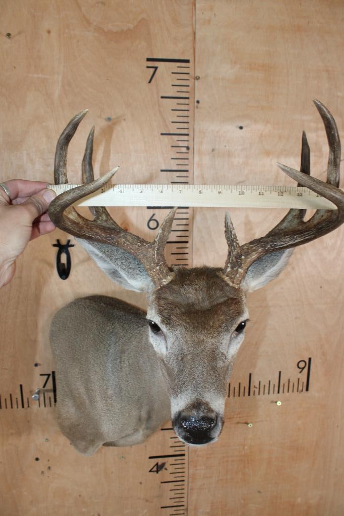 8-Point WHITETAIL DEER Wall Pedestal - 6