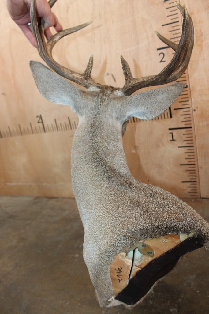 8-Point WHITETAIL DEER Wall Pedestal - 7