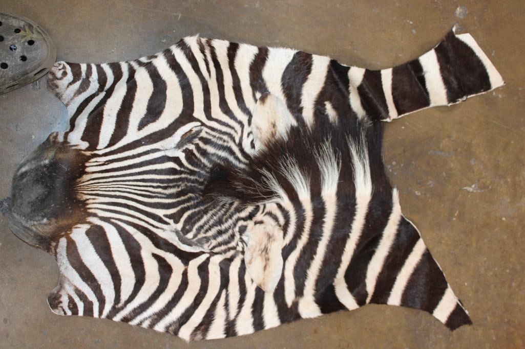 ZEBRA Head Hide Section (1 of 3)