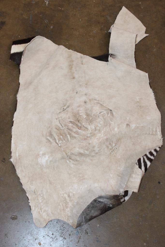 ZEBRA Head Hide Section - 3