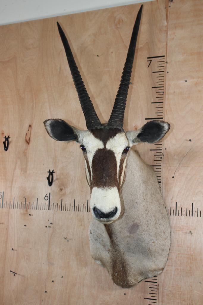 GEMSBOK Shoulder Mount with Removable Horns - 2