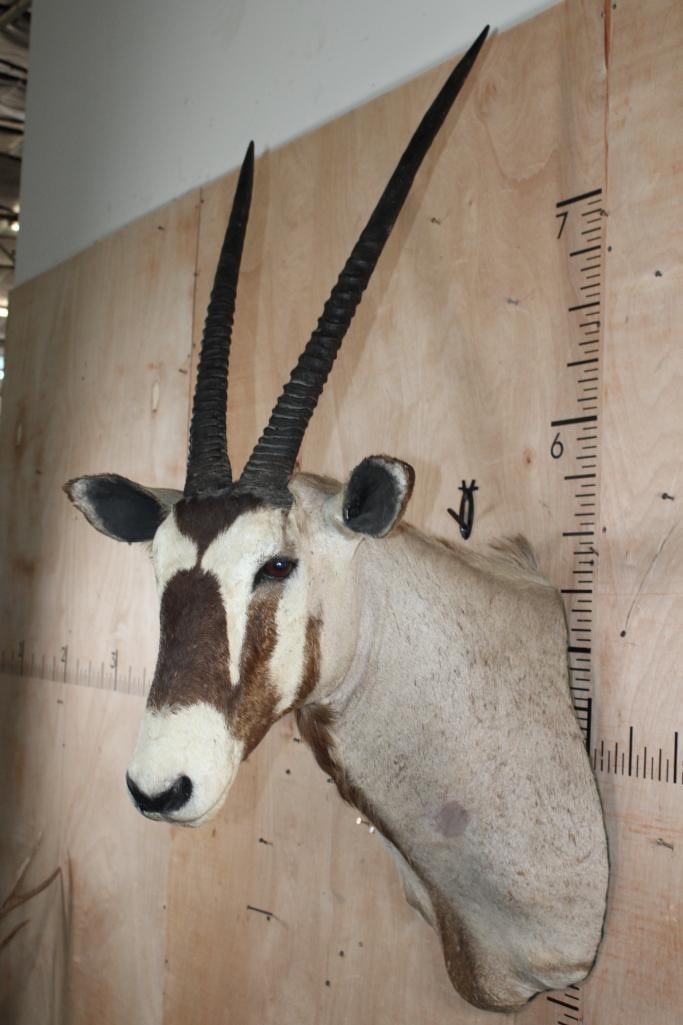 GEMSBOK Shoulder Mount with Removable Horns - 3