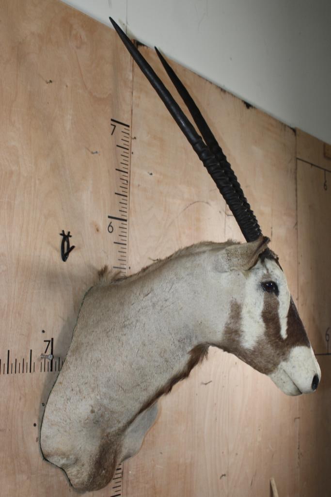 GEMSBOK Shoulder Mount with Removable Horns - 4