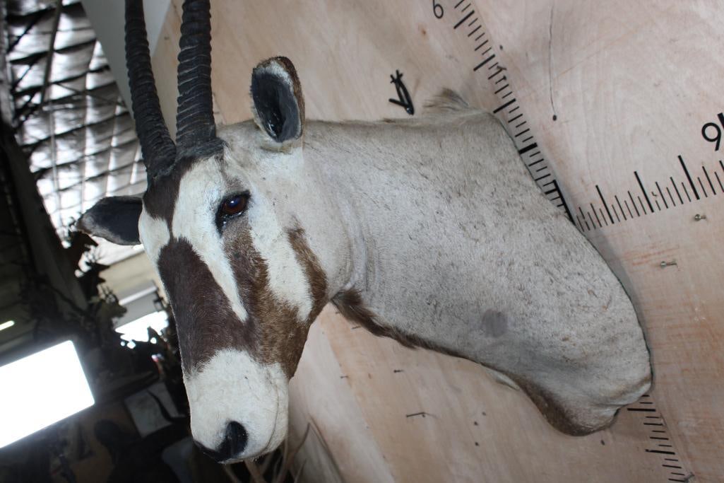 GEMSBOK Shoulder Mount with Removable Horns - 5