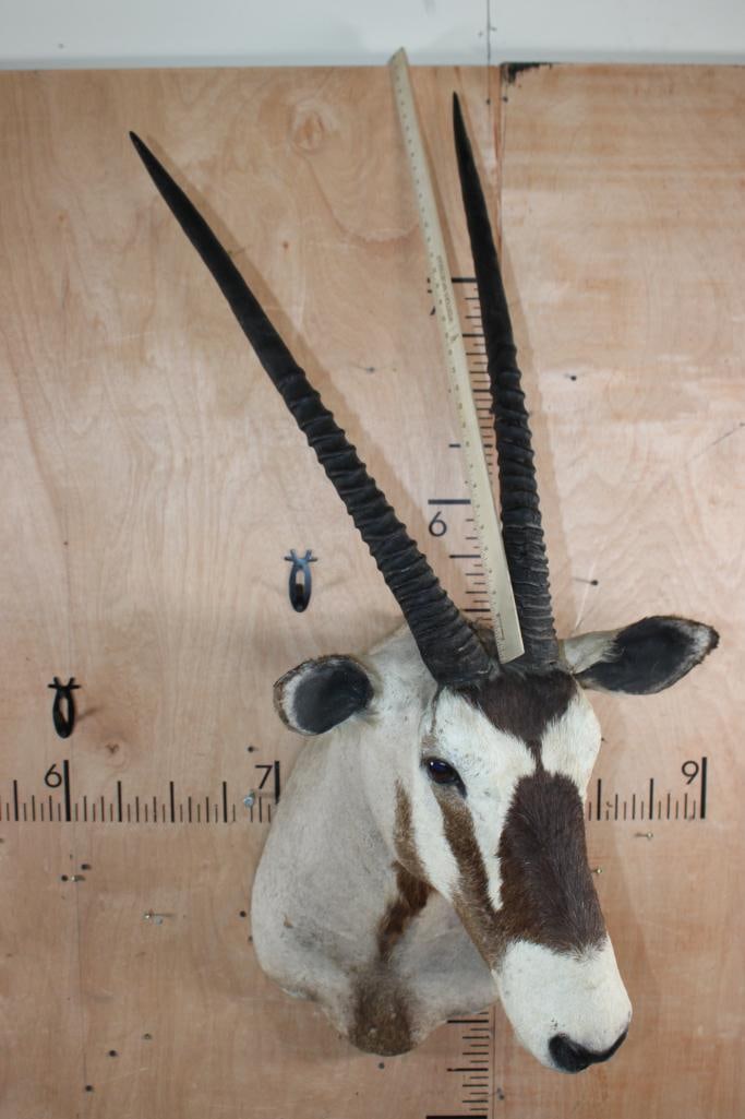 GEMSBOK Shoulder Mount with Removable Horns - 6