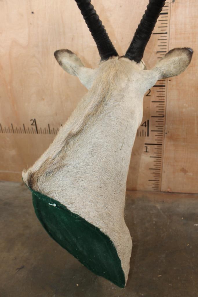 GEMSBOK Shoulder Mount with Removable Horns - 7