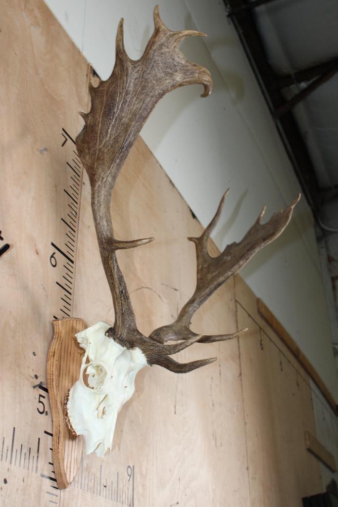 18-Point FALLOW DEER Skull on a Wood Plaque - 2