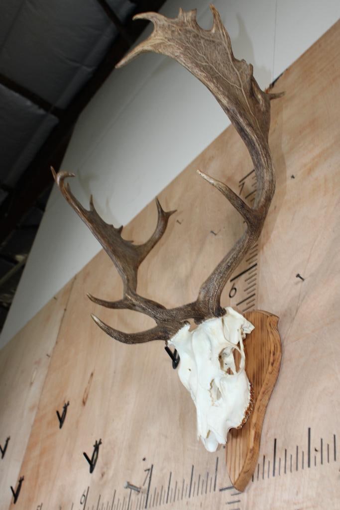 18-Point FALLOW DEER Skull on a Wood Plaque - 3