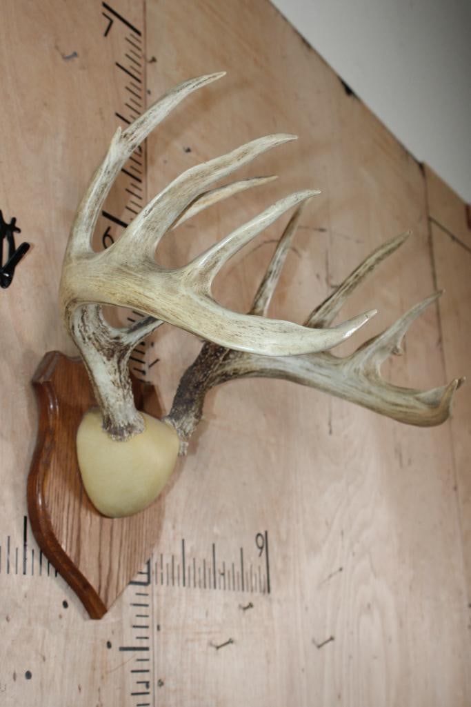 Big and Heavy 13-Point WHITETAIL DEER Antler Rack on a Wood Plaque - 2