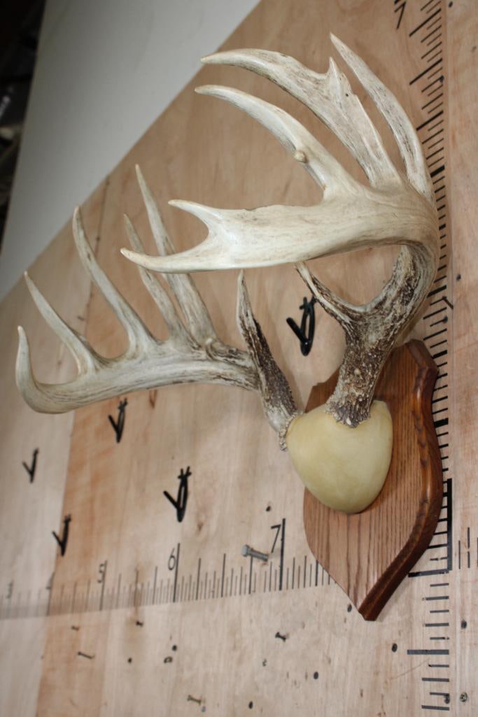 Big and Heavy 13-Point WHITETAIL DEER Antler Rack on a Wood Plaque - 3