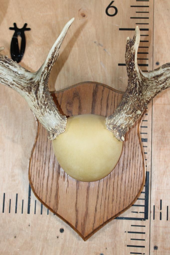 Big and Heavy 13-Point WHITETAIL DEER Antler Rack on a Wood Plaque - 4