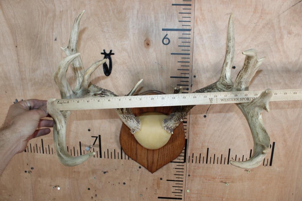 Big and Heavy 13-Point WHITETAIL DEER Antler Rack on a Wood Plaque - 5