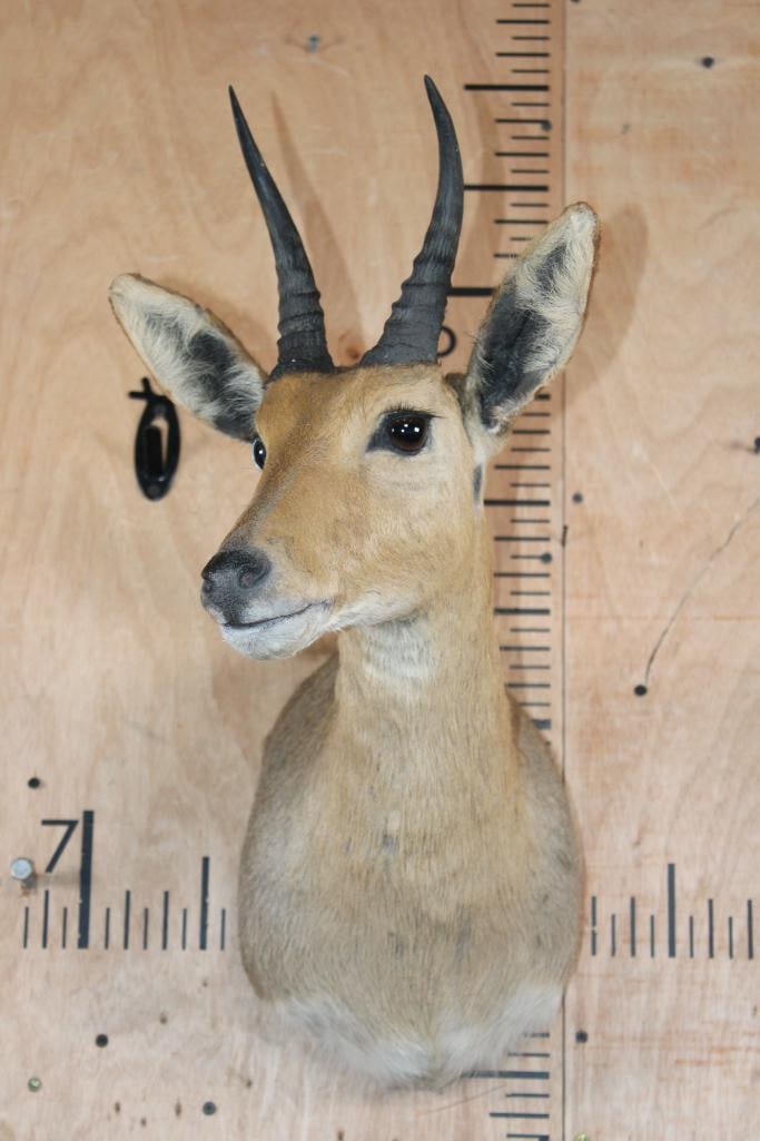 MOUNTAIN REEDBUCK Shoulder Mount - 2