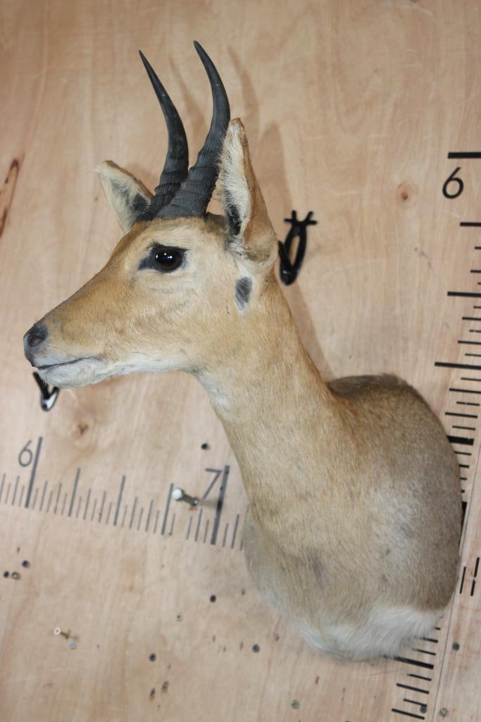 MOUNTAIN REEDBUCK Shoulder Mount - 3