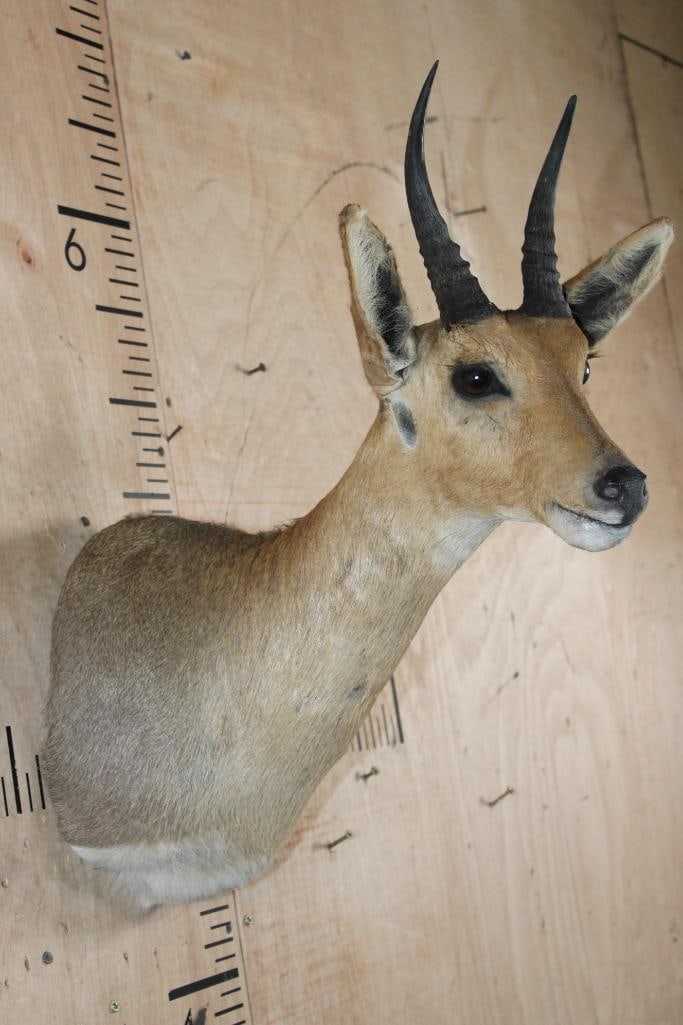 MOUNTAIN REEDBUCK Shoulder Mount - 4