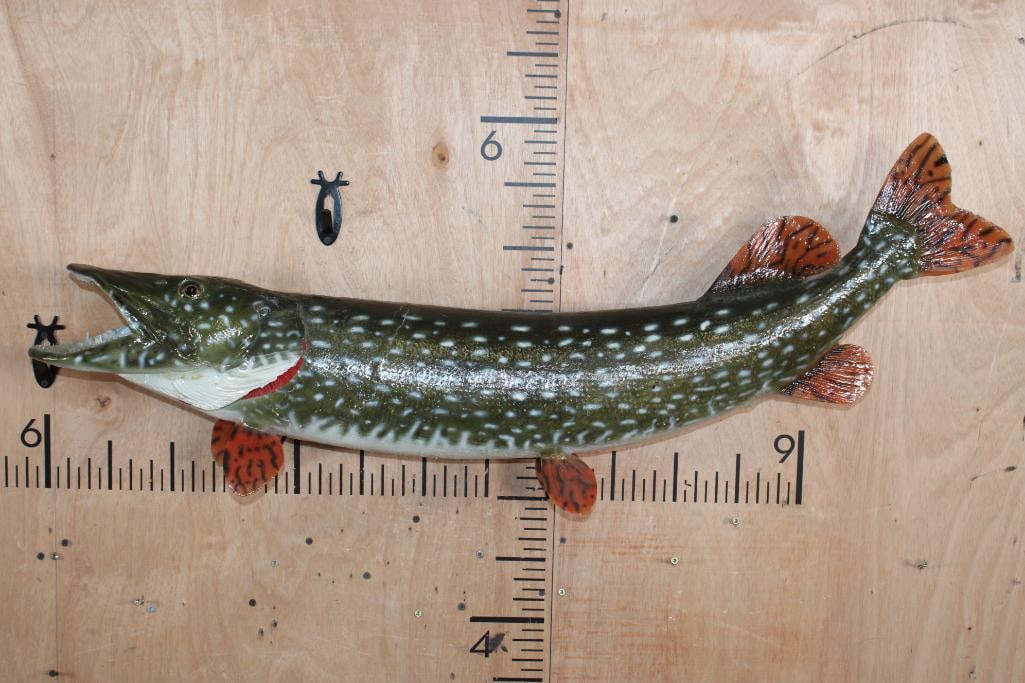 *Real Skin* NORTHERN PIKE Fish Mount: *Real Skin* NORTHERN PIKE Fish Mount. It measures 42.75" Long. There are some minor skin cracks, otherwise it is in Good Condition. TAXIDERMY FISH 