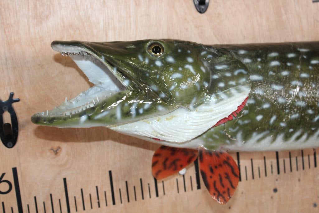 *Real Skin* NORTHERN PIKE Fish Mount - 2