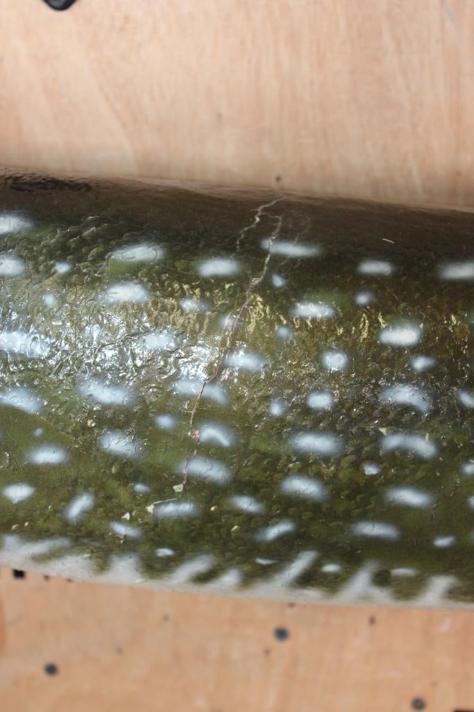 *Real Skin* NORTHERN PIKE Fish Mount - 3