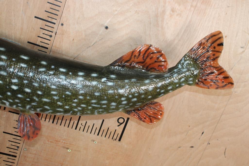 *Real Skin* NORTHERN PIKE Fish Mount - 4