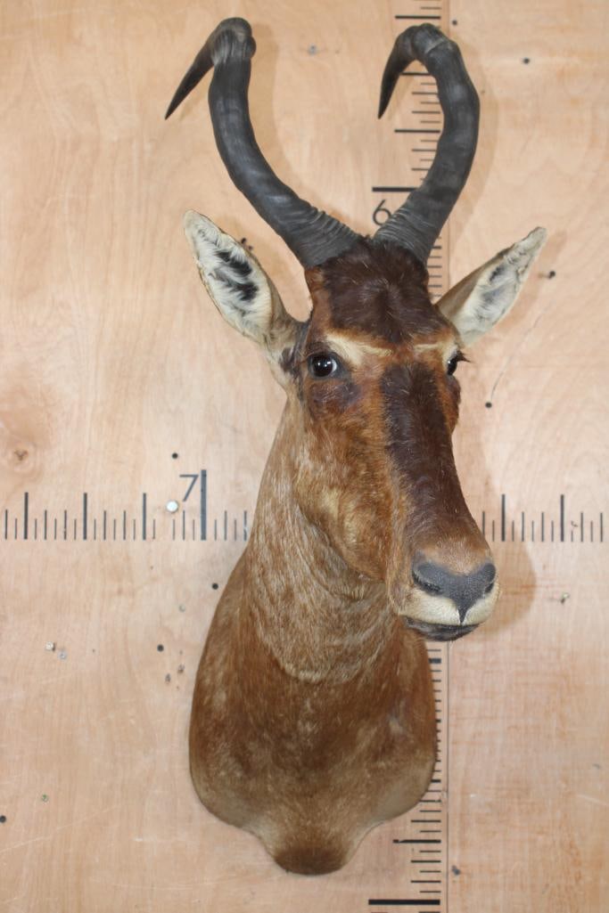RED HARTEBEEST Shoulder Mount - 2