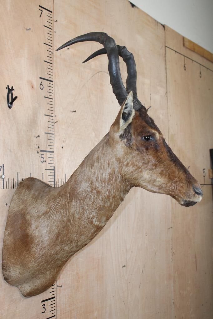RED HARTEBEEST Shoulder Mount - 3