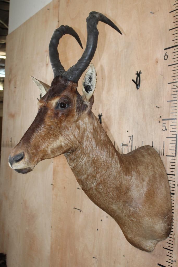 RED HARTEBEEST Shoulder Mount - 4