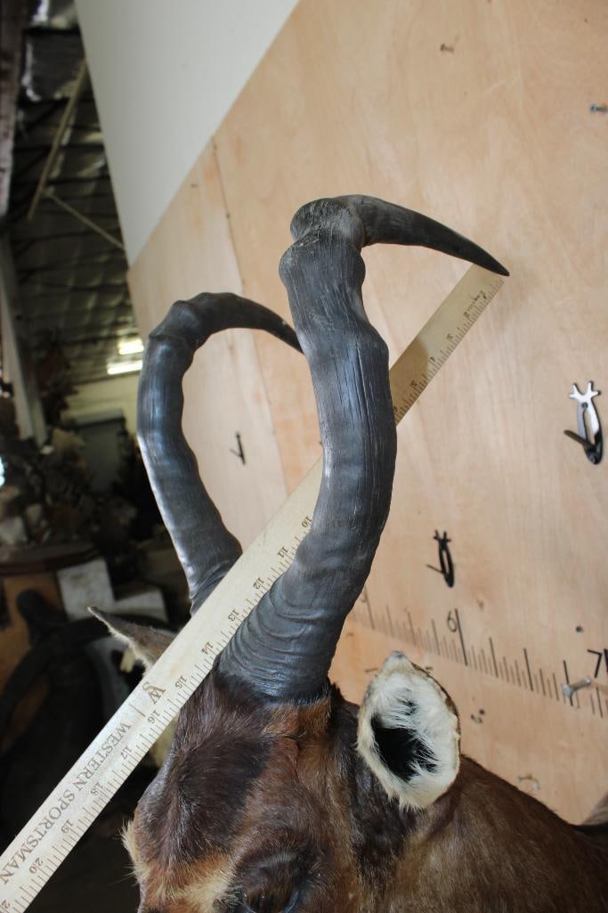 RED HARTEBEEST Shoulder Mount - 5