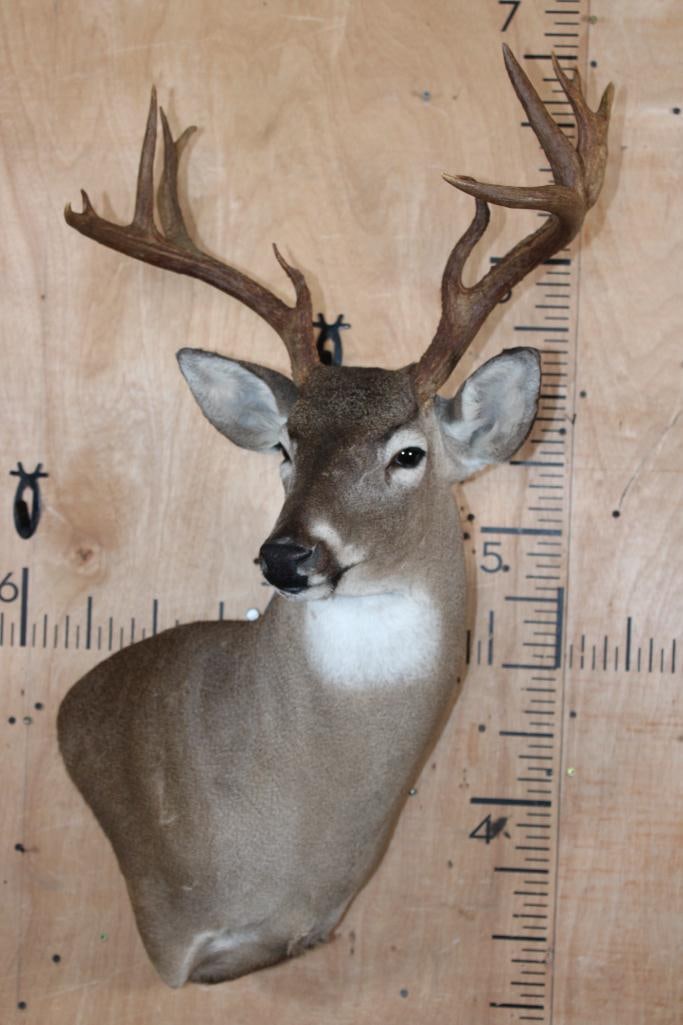 12-Point WHITETAIL DEER Wall Pedestal Mount - 2