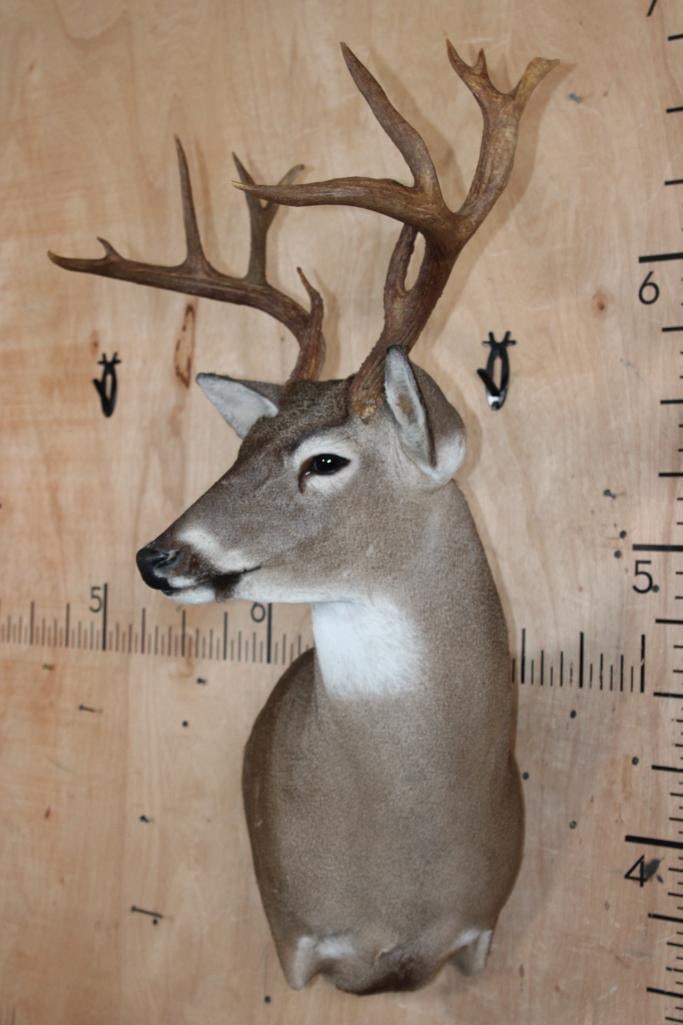 12-Point WHITETAIL DEER Wall Pedestal Mount - 3