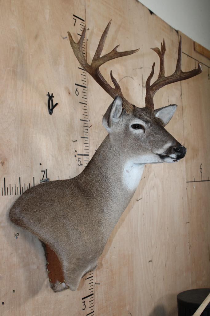 12-Point WHITETAIL DEER Wall Pedestal Mount - 4