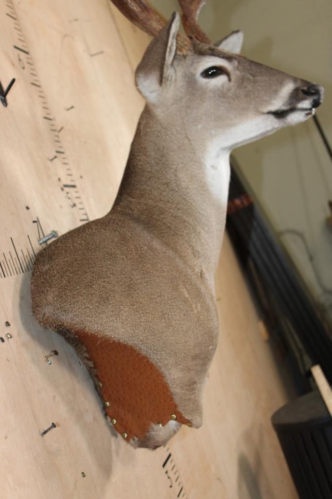 12-Point WHITETAIL DEER Wall Pedestal Mount - 5