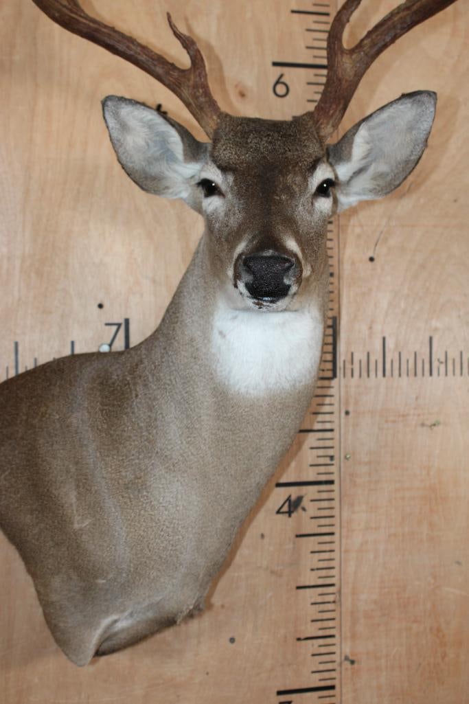 12-Point WHITETAIL DEER Wall Pedestal Mount - 6