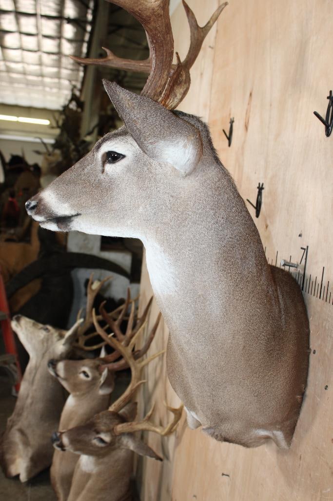 12-Point WHITETAIL DEER Wall Pedestal Mount - 7