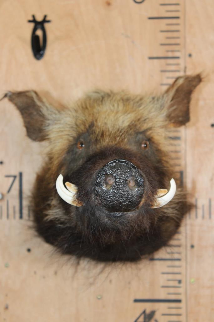 BUSHPIG Shoulder Mount - 2